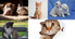 Pets Love Toys - Home